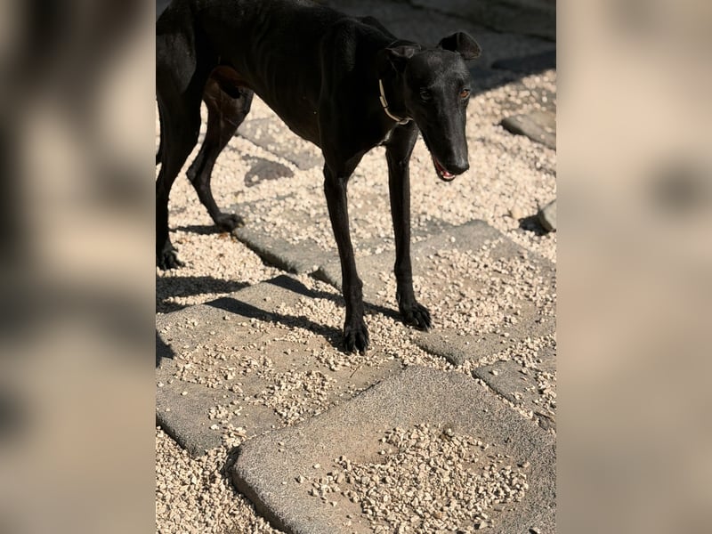 Cacahuete - schwarzer Galgo mit sanfter Seele sucht sein Glück