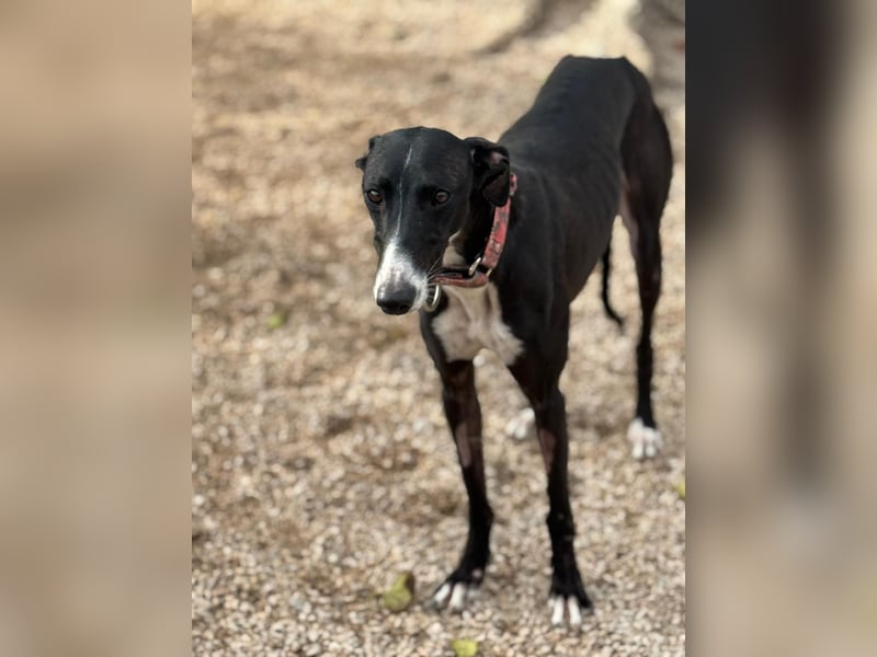 Jadiya - schwarze Galgo-Schönheit mit weißem Herzfleck sucht ihr Glück