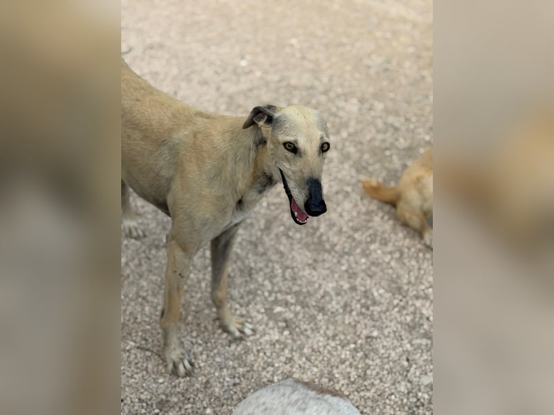 Giovana - sanfte Galgo-Schönheit sucht ihr liebevolles Zuhause