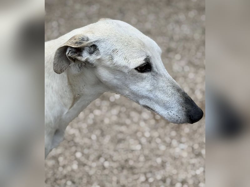 Tigrillo- cremefarbener Langbein sucht sein Glück