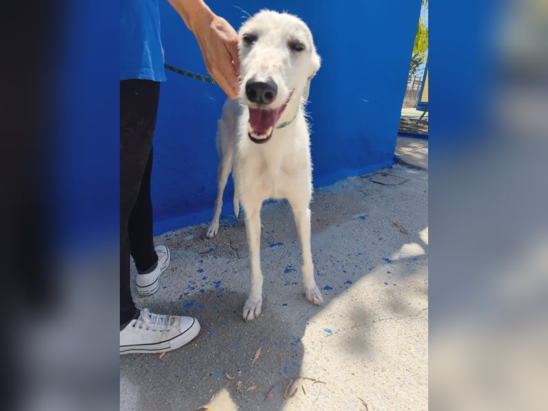 Pinocho ,sanfter Rauhaar-Galgo mit besonderem Charme sucht sein Glück