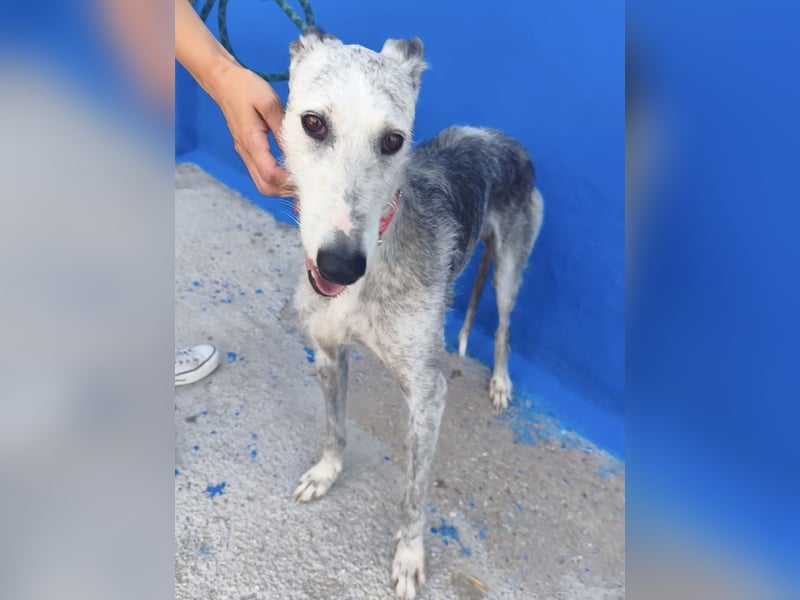 Tejón - ältere Galgo-Seele sucht wieder ein Zuhause