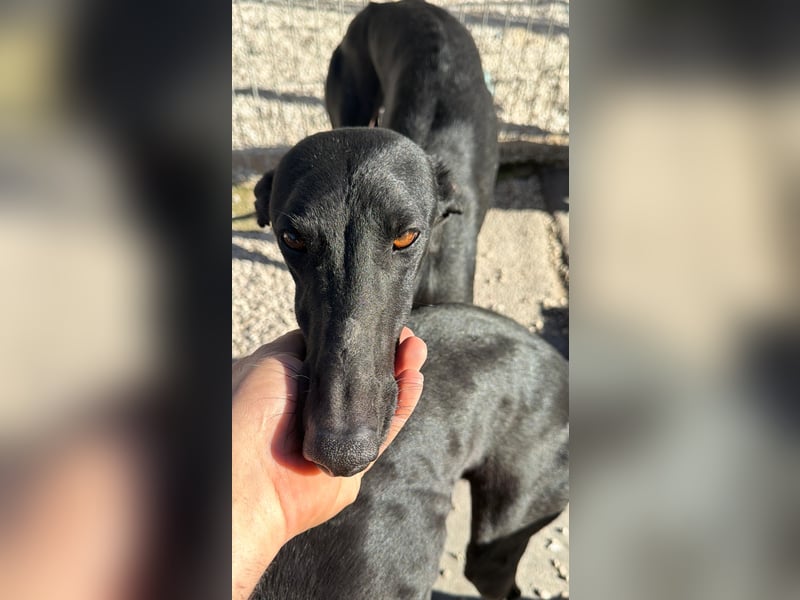 Simón,  hübsche Langnase sucht ein Zuhause