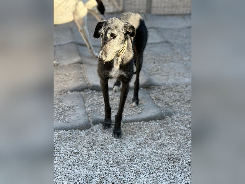 Carbón , ein bezaubernder Rauhaar Galgo