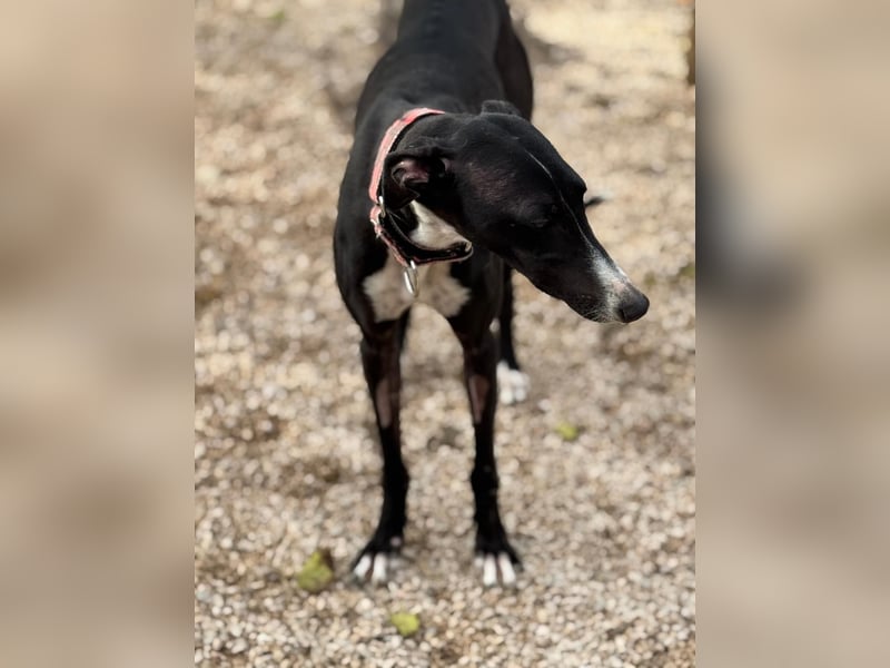 Jadiya - schwarze Galgo-Schönheit mit weißem Herzfleck sucht ihr Glück
