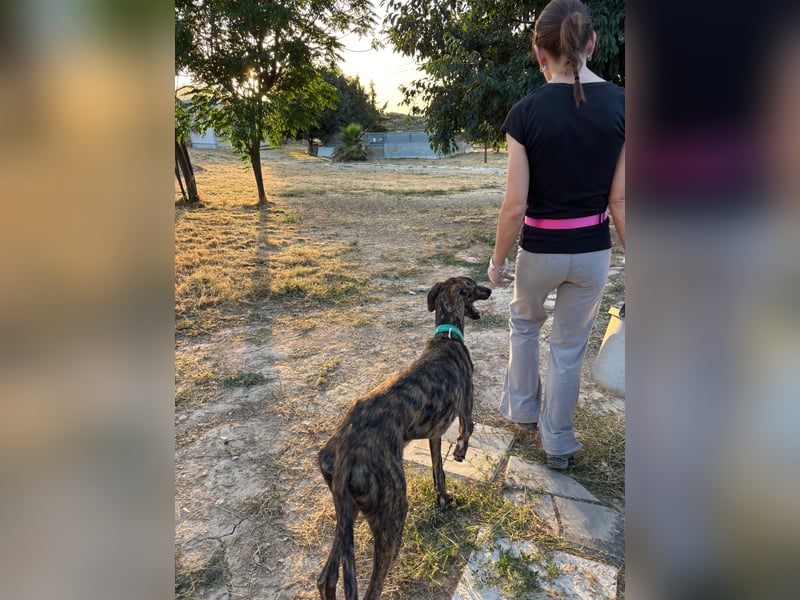 Boli -Junger gestromter Schönling sucht Geborgenheit, Nähe und Abenteuer