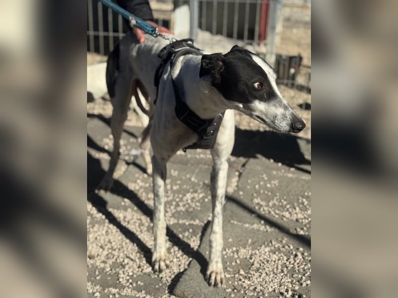 Napoli, hübscher sozialer Galgobub