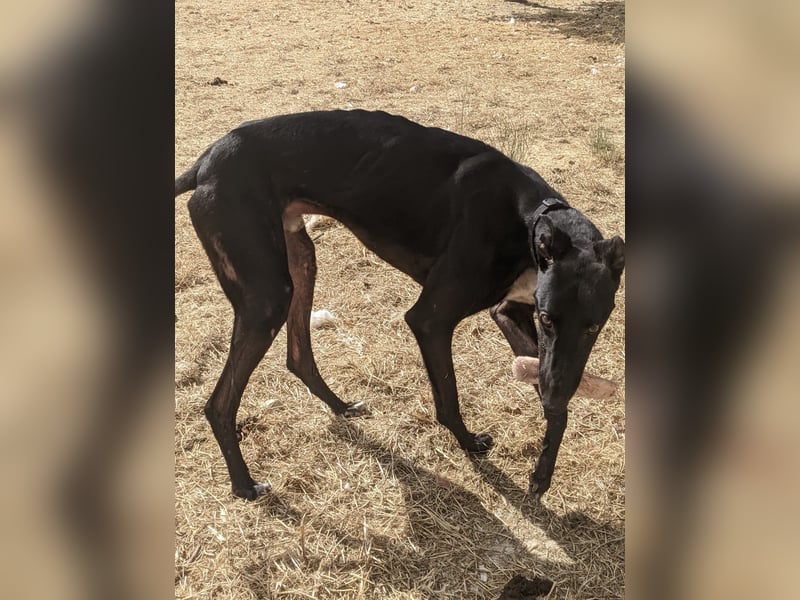 Dingo - Eine schwarze Perle sucht endlich sein großes Glück!