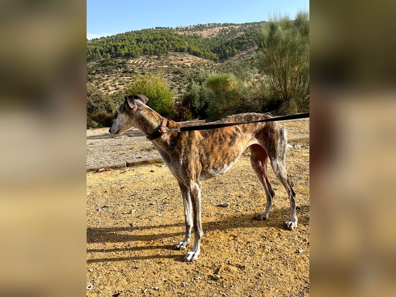 Artillera, wünscht sich ein warmes Plätzle