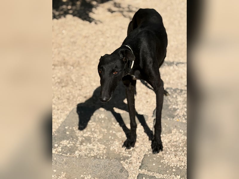 Cacahuete - schwarzer Galgo mit sanfter Seele sucht sein Glück