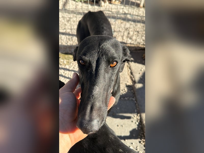 Simón,  hübsche Langnase sucht ein Zuhause