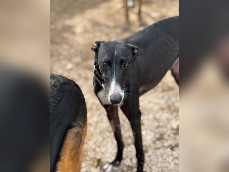 Jadiya - schwarze Galgo-Schönheit mit weißem Herzfleck sucht ihr Glück