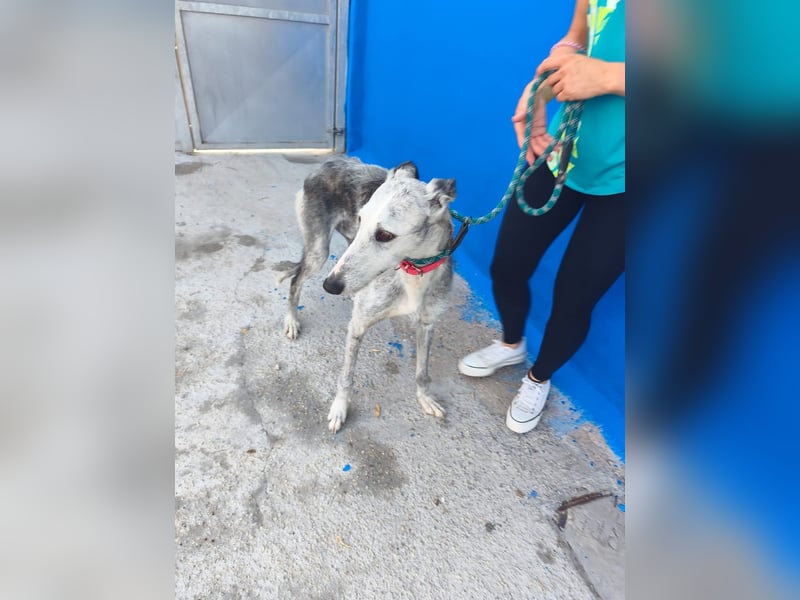 Tejón - ältere Galgo-Seele sucht wieder ein Zuhause