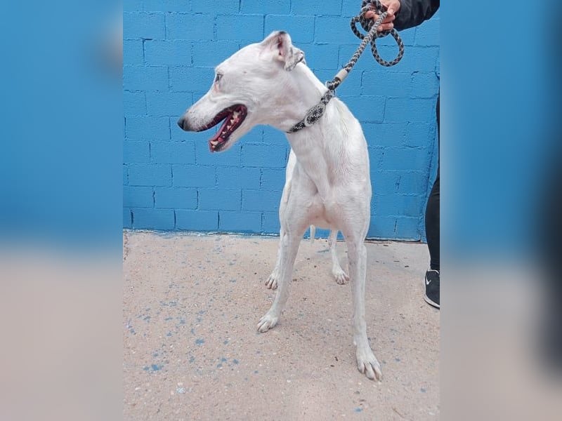 Niko, hofft auf sein Weihnachtswunder