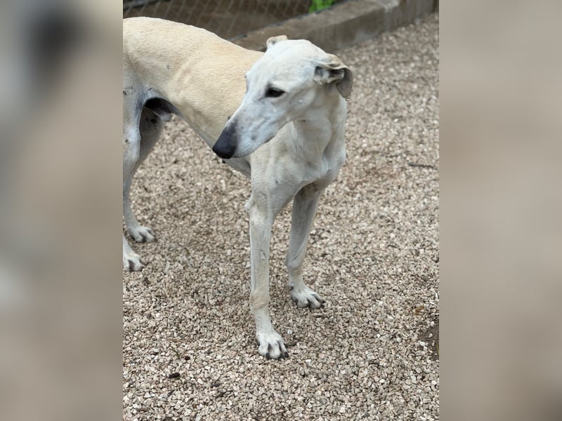 Tigrillo- cremefarbener Langbein sucht sein Glück