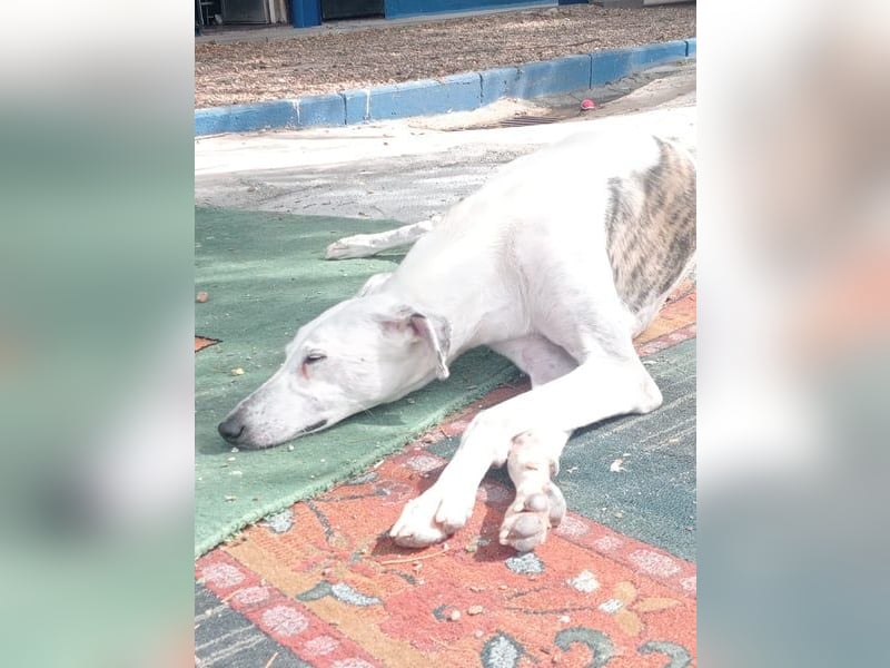 Niko, hofft auf sein Weihnachtswunder