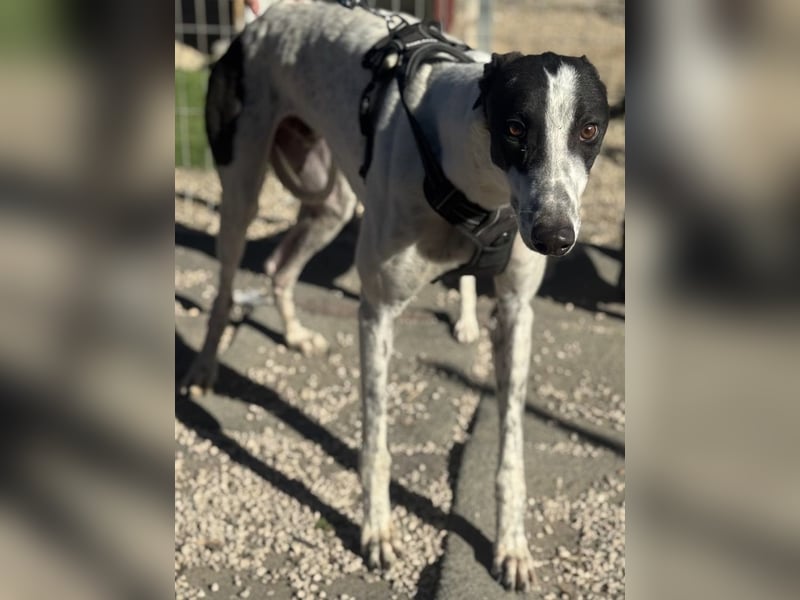 Napoli, hübscher sozialer Galgobub