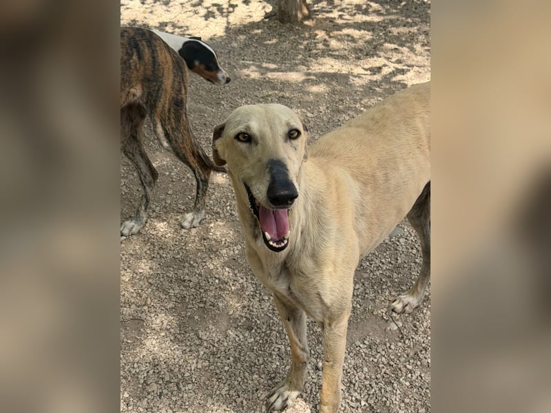 Giovana - sanfte Galgo-Schönheit sucht ihr liebevolles Zuhause