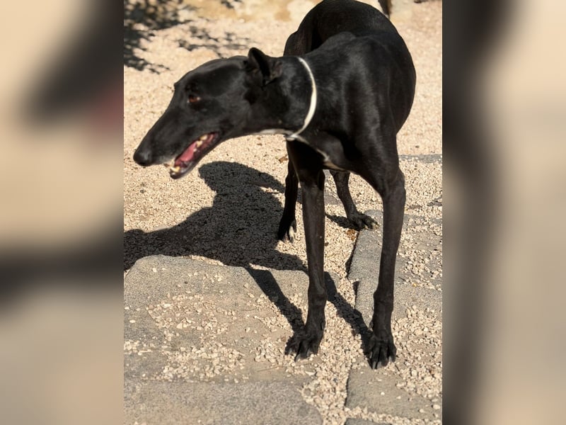 Cacahuete - schwarzer Galgo mit sanfter Seele sucht sein Glück
