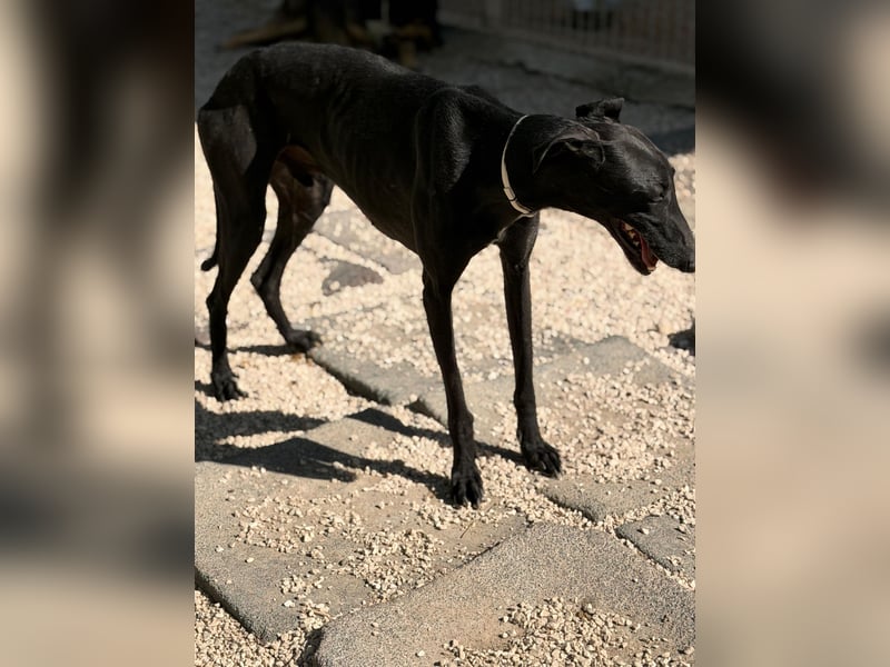 Cacahuete - schwarzer Galgo mit sanfter Seele sucht sein Glück