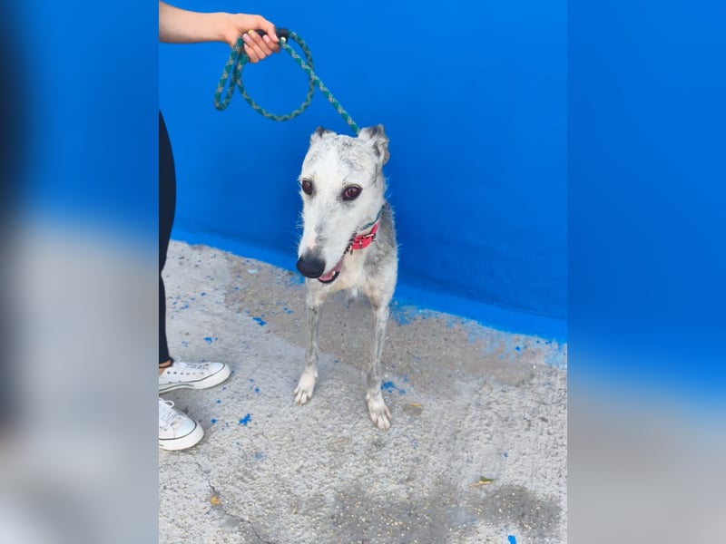 Tejón - ältere Galgo-Seele sucht wieder ein Zuhause