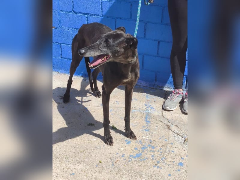 Athena ,wunderschöne Galga mit dunklem Fell sucht ihr Zuhause