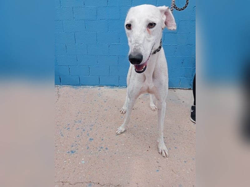 Niko, hofft auf sein Weihnachtswunder