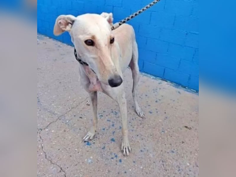 Coco, eine hübsche Langnase wartet auf sein Glück