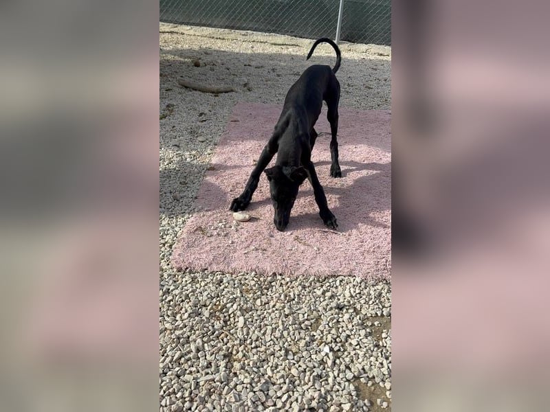 Ruinero, kleiner Kasperkopp sucht Anschluss