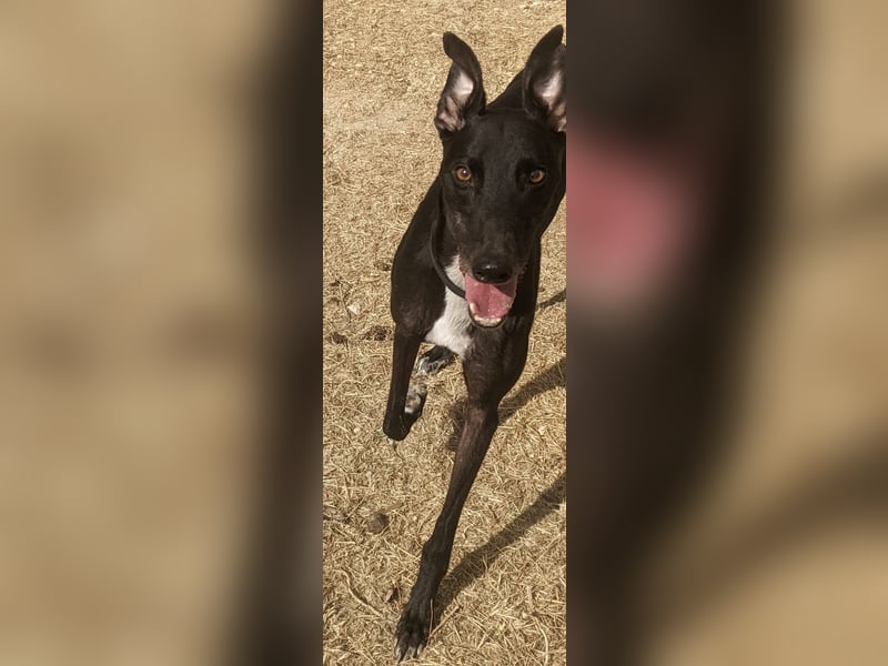 Dingo - Eine schwarze Perle sucht endlich sein großes Glück!