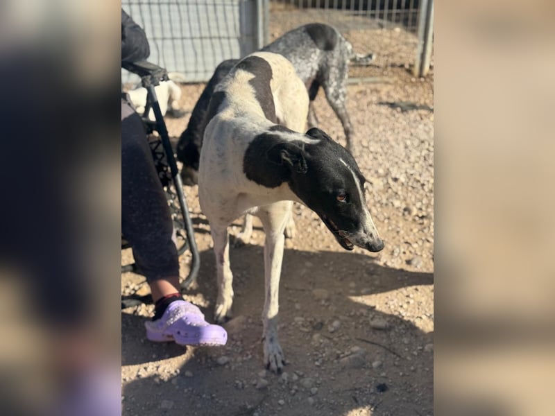 Chantelle, sucht ein warmes Körbchen