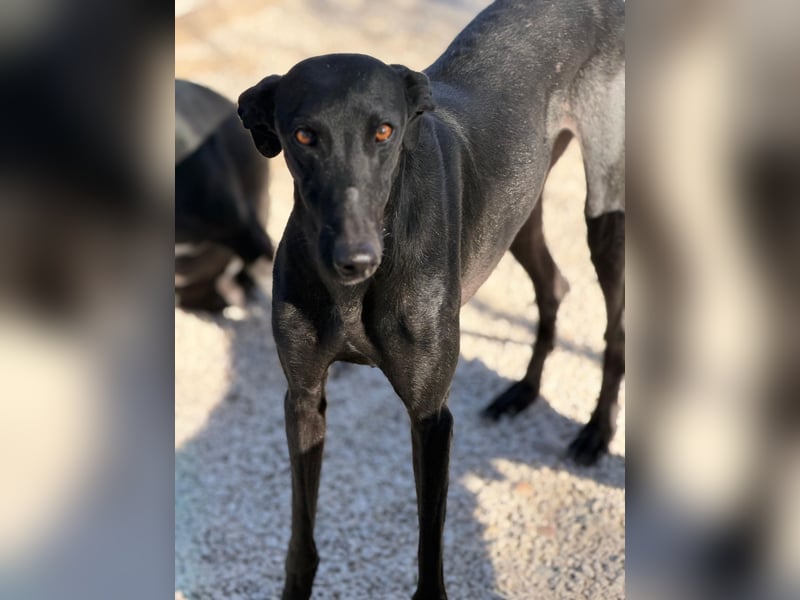 Simón,  hübsche Langnase sucht ein Zuhause