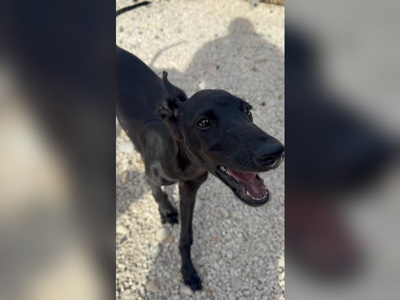 Ruinero, kleiner Kasperkopp sucht Anschluss