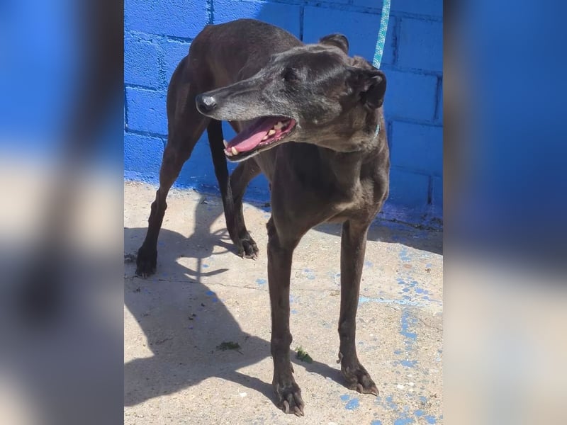 Athena ,wunderschöne Galga mit dunklem Fell sucht ihr Zuhause