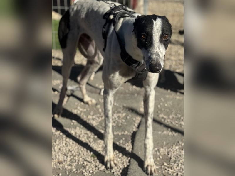 Napoli, hübscher sozialer Galgobub