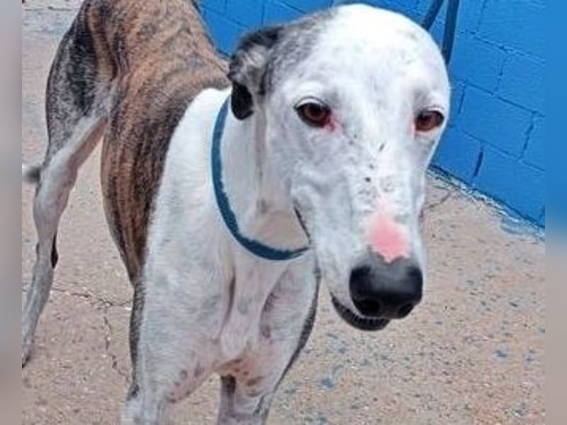 Lion, ein stattlicher Galgo Bub