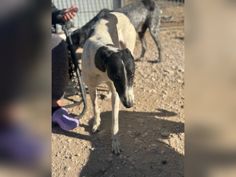 Chantelle, sucht ein warmes Körbchen