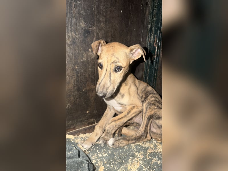 Alvaro, kleine Langnase zum verlieben