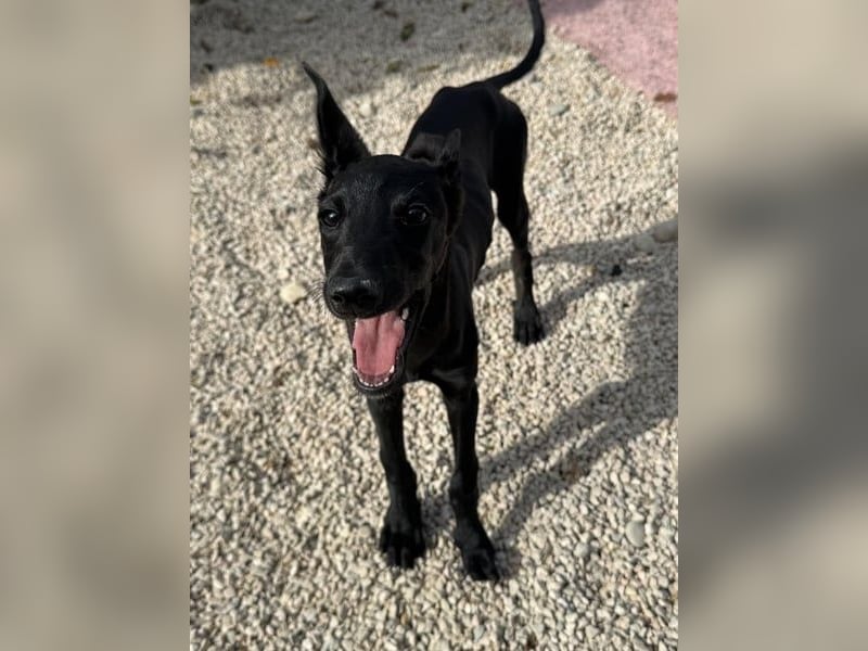 Ruinero, kleiner Kasperkopp sucht Anschluss