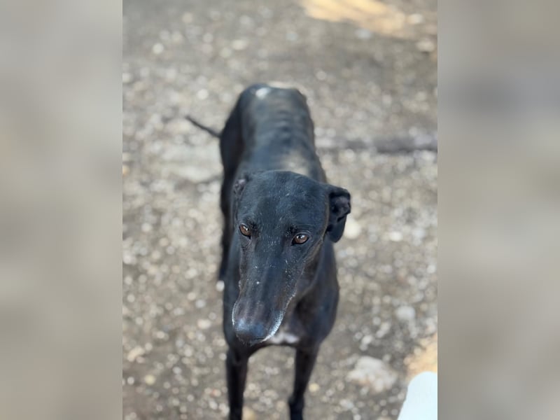 Simón,  hübsche Langnase sucht ein Zuhause