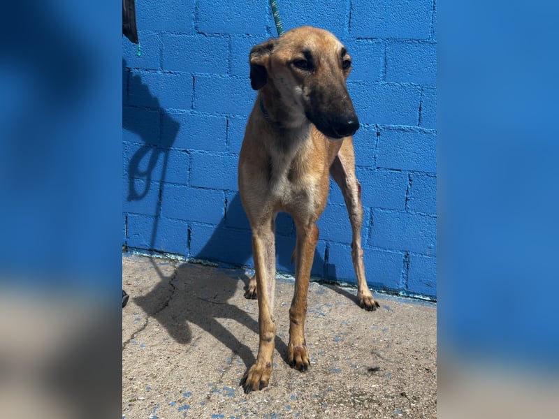 Marshal, er musste viel Leid ertragen