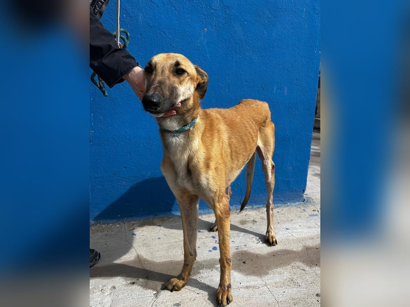 Marshal, er musste viel Leid ertragen