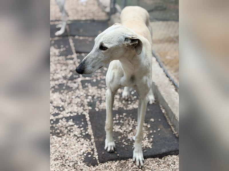 Tigrillo- cremefarbener Langbein sucht sein Glück
