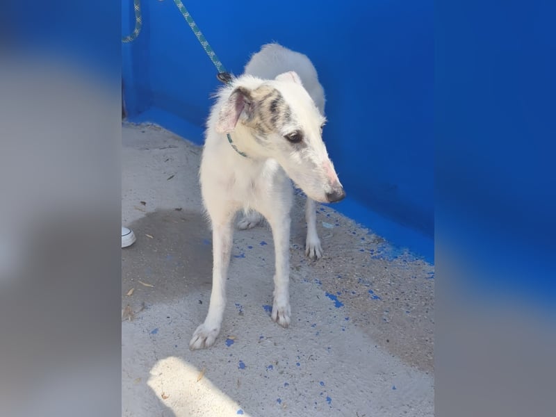 Pinocho ,sanfter Rauhaar-Galgo mit besonderem Charme sucht sein Glück