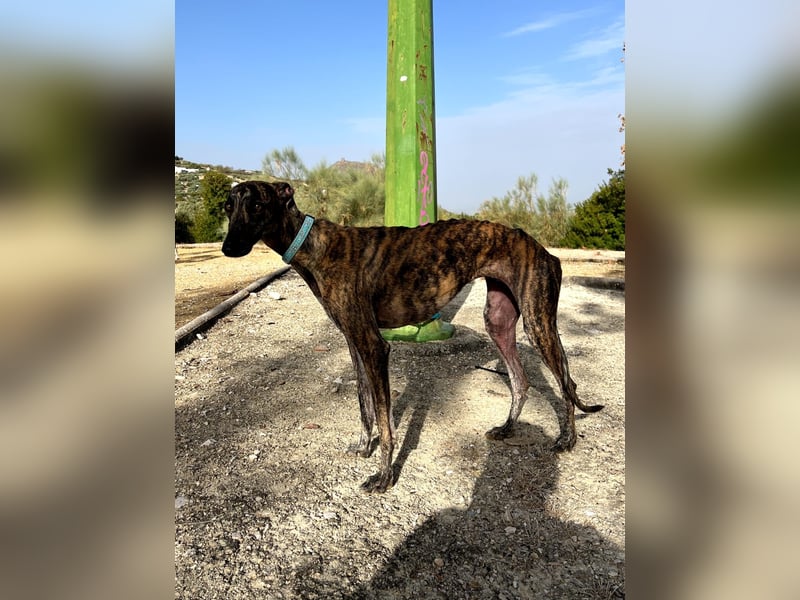 Pastora, sozial und zurückhaltend