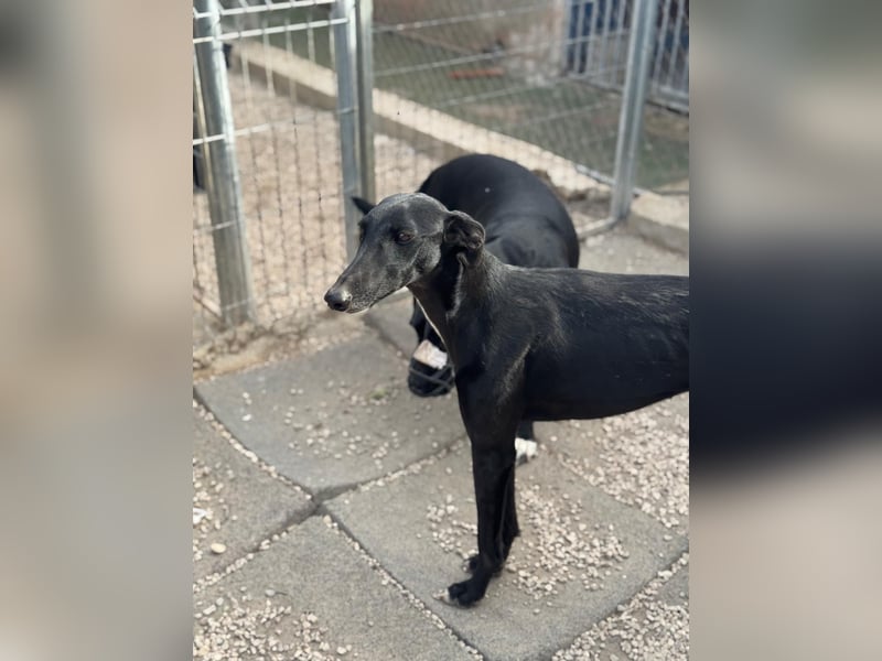 Indira, eine tolle schwarze Galga