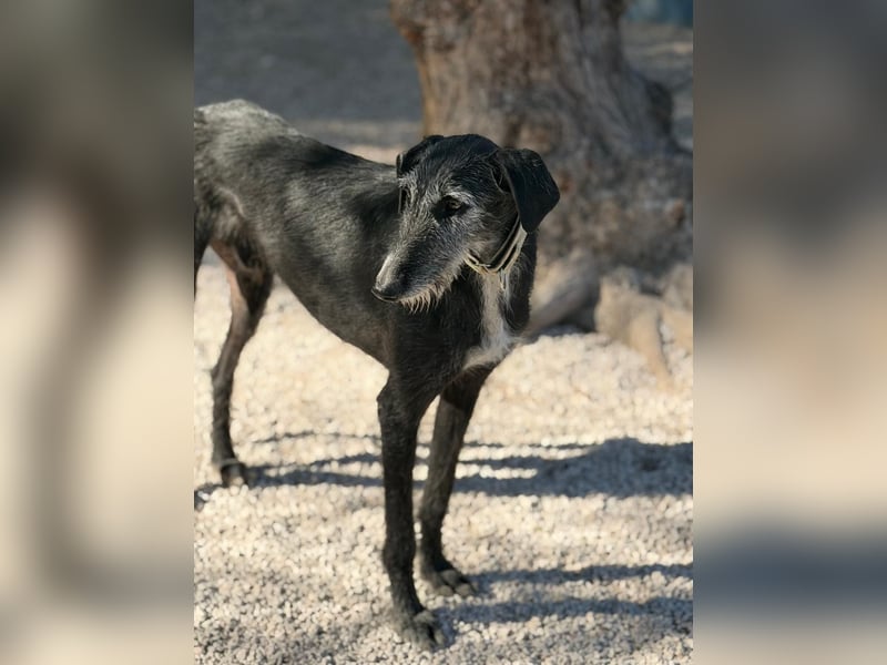 Carbón , ein bezaubernder Rauhaar Galgo