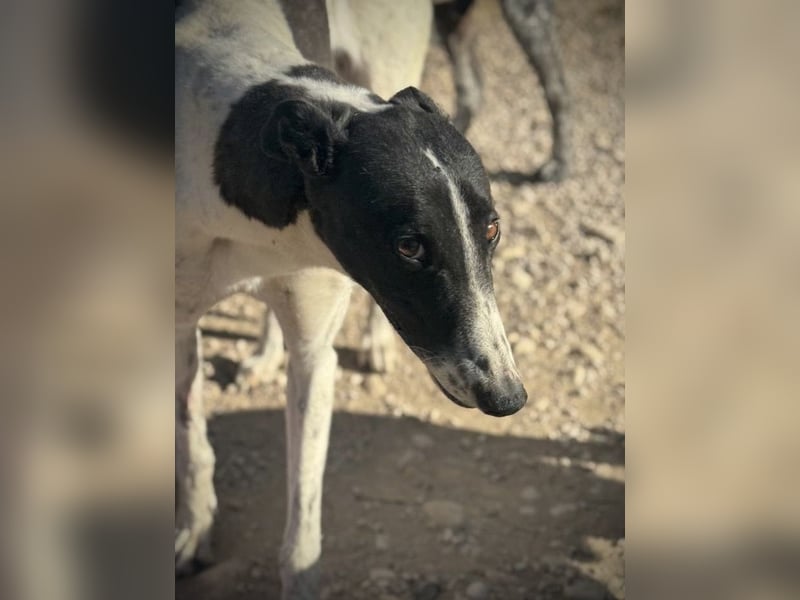 Chantelle, sucht ein warmes Körbchen