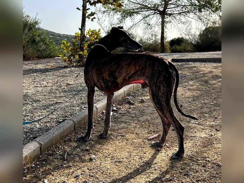 Golfo, fröhlich und lustig