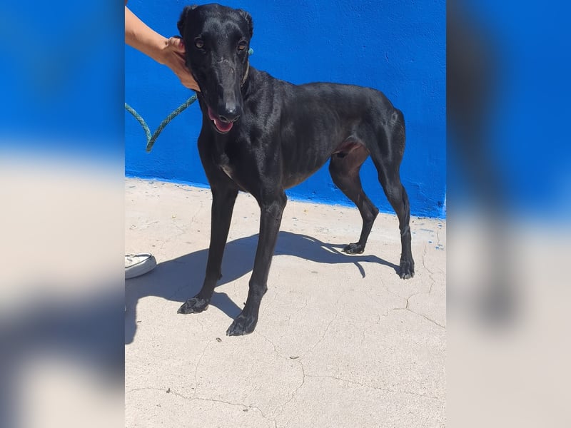 Limoncello - Ein Herz aus Gold im schwarzen Galgo-Gewand